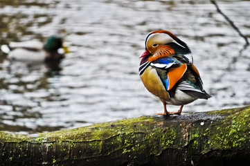 One colorful male mandarin duck resting on a brunch and blurred male mallard