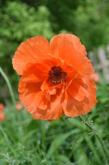 Fototapeta premium Big orange poppy blooming