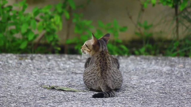 A cat Looked for victims then struck out