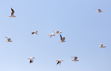 a flock of seagulls in flight