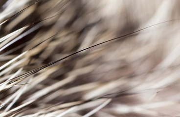 cat hair as background. macro