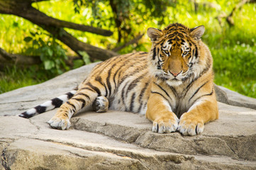 Tiger Resting 3