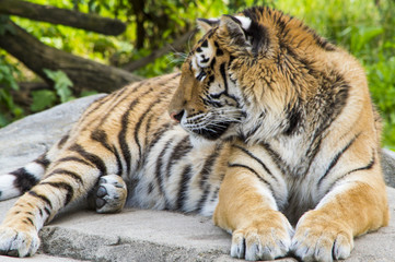 Fototapeta na wymiar Tiger Resting 2