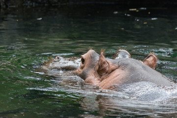 Hippo comes to the surface. 
