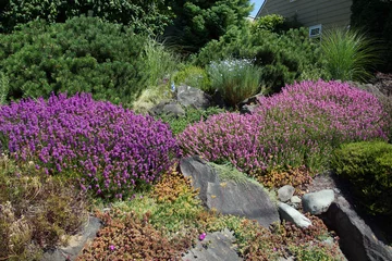 Wandcirkels tuinposter Purple heathers and drought tolerant plants © cascoly2