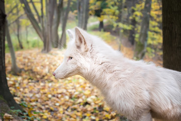 Fototapeta premium portrait of white Fox in the autumn forest.
