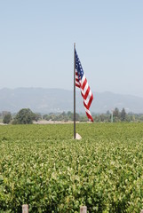 Flag in the vines