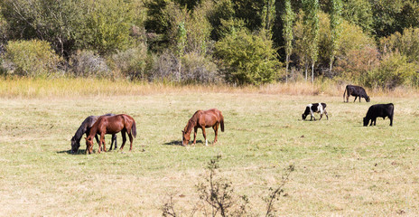 Naklejka na ściany i meble herd of horses in the pasture in the fall