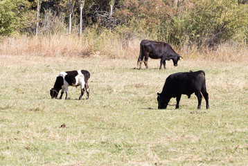 cows on pasture in the fall