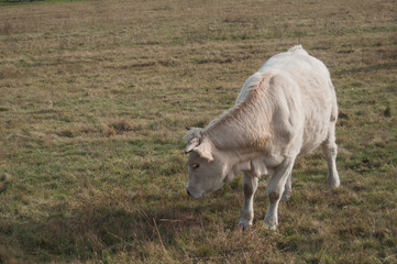 vache blanche dans une prairie