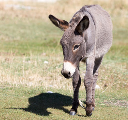 Portrait of a donkey on the nature autumn