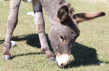 donkey in a pasture in the fall