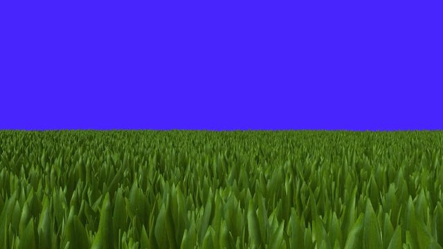 Wide Field of Green Grass Zoom In on a Blue Screen