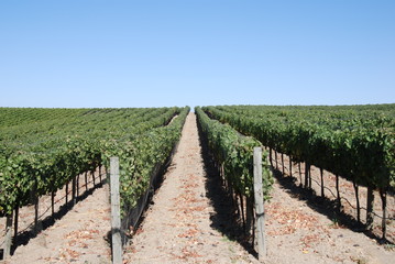 Napa Valley grape vines