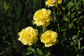yellow roses