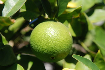 Limes tree
