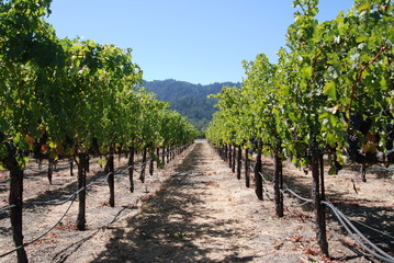 Fototapeta na wymiar Napa Valley grape vines