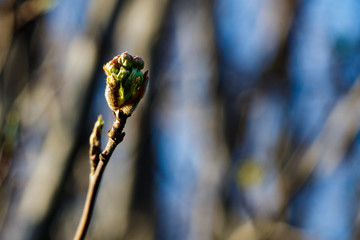 Spring Bud