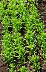 Obraz premium かていさいえん・シュンギクの生育