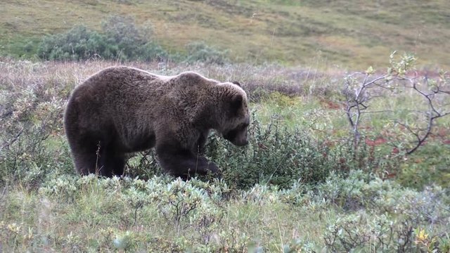 Grizzly Bear Feeding on Berries