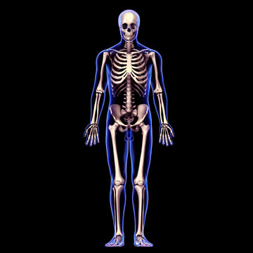3d rendered medically accurate illustration of human skeleton anatomy