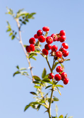 Obraz premium red barberry against the blue sky