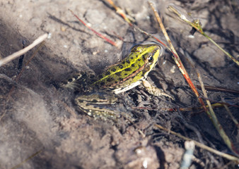 green frog in the water in nature