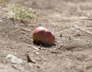 apple on the ground in nature