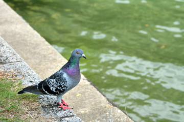 Pigeon am on the banks of the pond in Fukuoka city, JAPAN. It is in October.