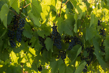 Wine grapes on vine