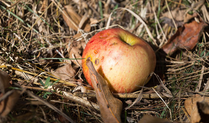 apple on the ground in nature