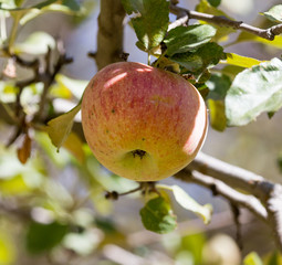 ripe apples on the tree in nature