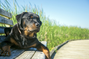 Young male rottweiler sitting outdoors
