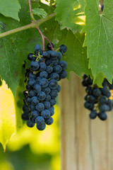 Wine grapes on vine 
