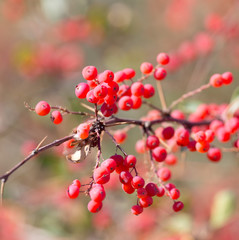 Fototapeta na wymiar red barberry on the nature