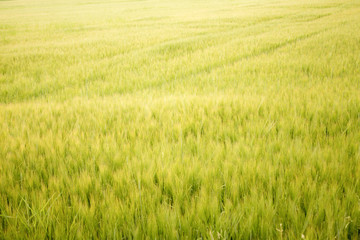 Beautiful meadow soft