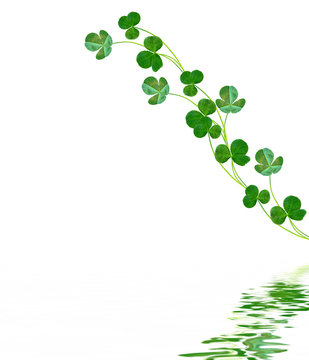 green clover leaves isolated on white background