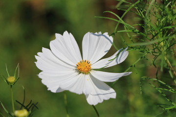cosmos flower
