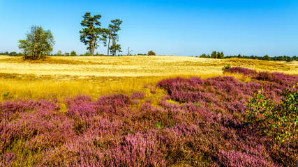 Fototapeta na wymiar Blooming purple heathers along the mini desert of Beekhuizerzand on the Veluwe in the Netherlands in the province of Gelderland. It is the largest sanddrift area in Europe
