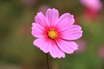 Obraz premium cosmos flower