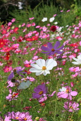 Fototapeta premium cosmos flower