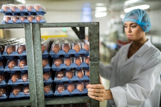 Female staff examine brown eggs in shelf