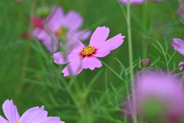 Obraz premium cosmos flower