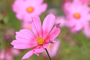 cosmos flower