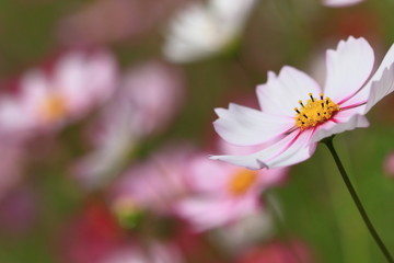 cosmos flower