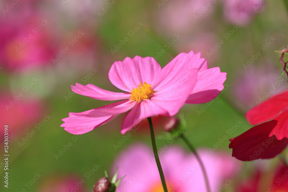 Wall mural cosmos flower