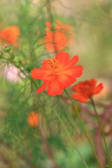 Fototapeta premium cosmos flower