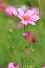 cosmos flower