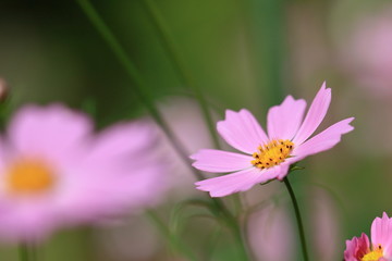 Obraz premium kwiat kosmosu