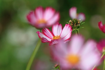 Obraz premium cosmos flower